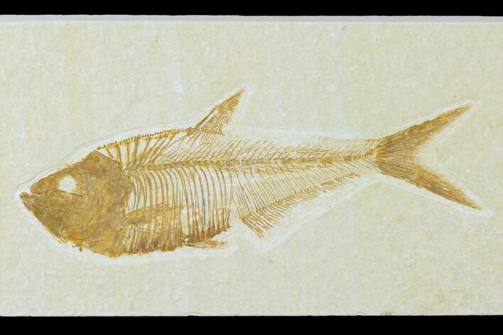 Fossil Fish (Diplomystus) - Green River Formation #137969